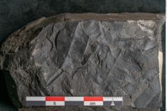 Foto (Detailansicht) von Asplenium hochstetteri Unger (NHMW-GEO-2024-0188-10304)